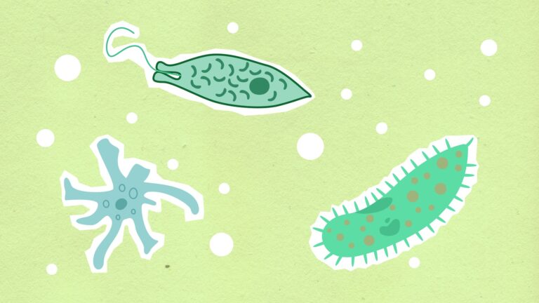 Looking through a microsolidarity lens
