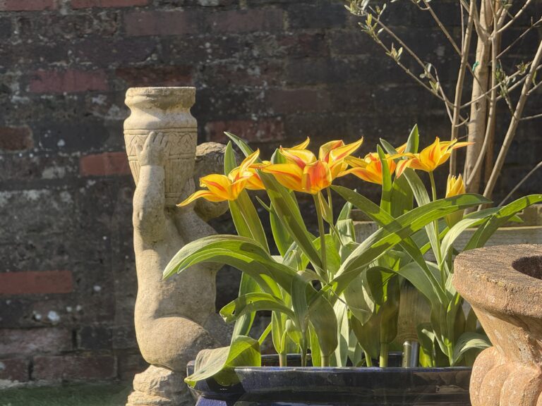 tulips in my garden